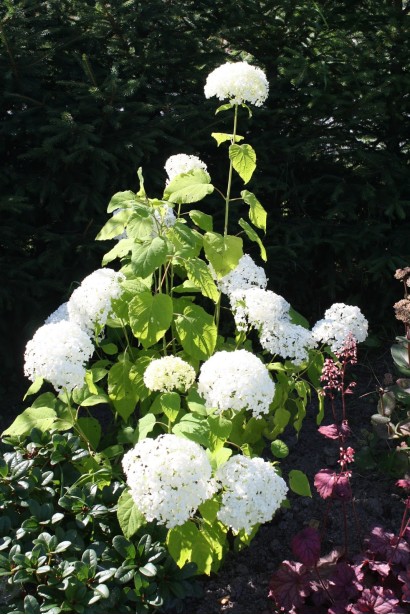 Гортензія Грандіфлора контейнер